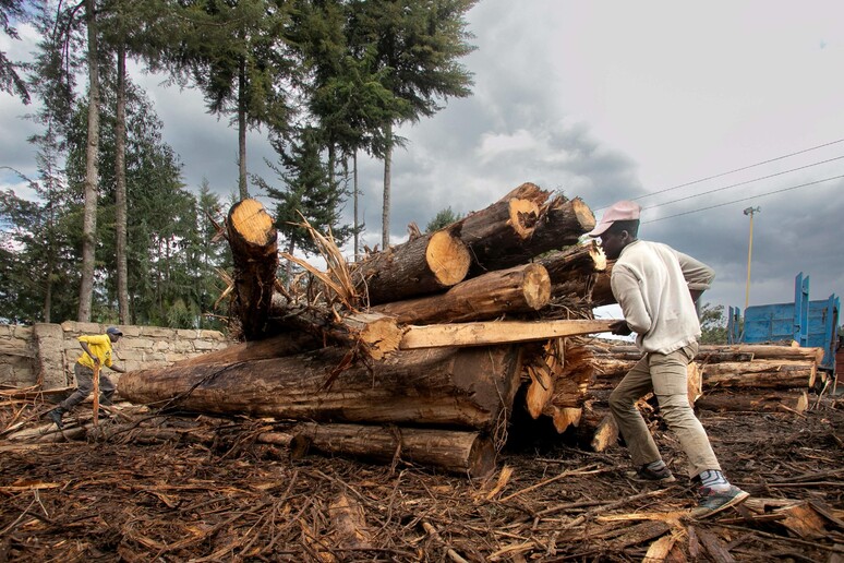 Nuovo round di negoziati sulla deforestazione, si cerca un 'intesa © ANSA/AFP