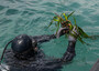 Parte riforestazione di posidonia alla Palmaria e all'Elba