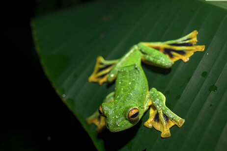 La rana asiatica Rhacophorus kio si è adattata a vivere sugli alberi, saltando da un ramo all'altro (fonte:  Jingling Miao/Beauty of Science, Hefei, China)