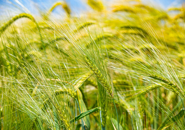 Campi di grano in Italia (ANSA)