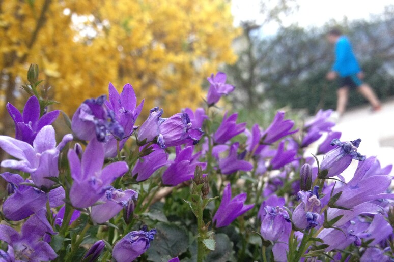 Fiori vicino alla riva del lago di Caldonazzo, in Trentino -     RIPRODUZIONE RISERVATA