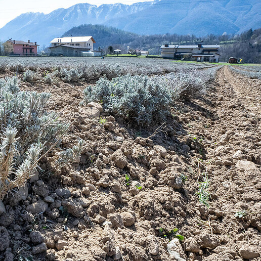 - RIPRODUZIONE RISERVATA